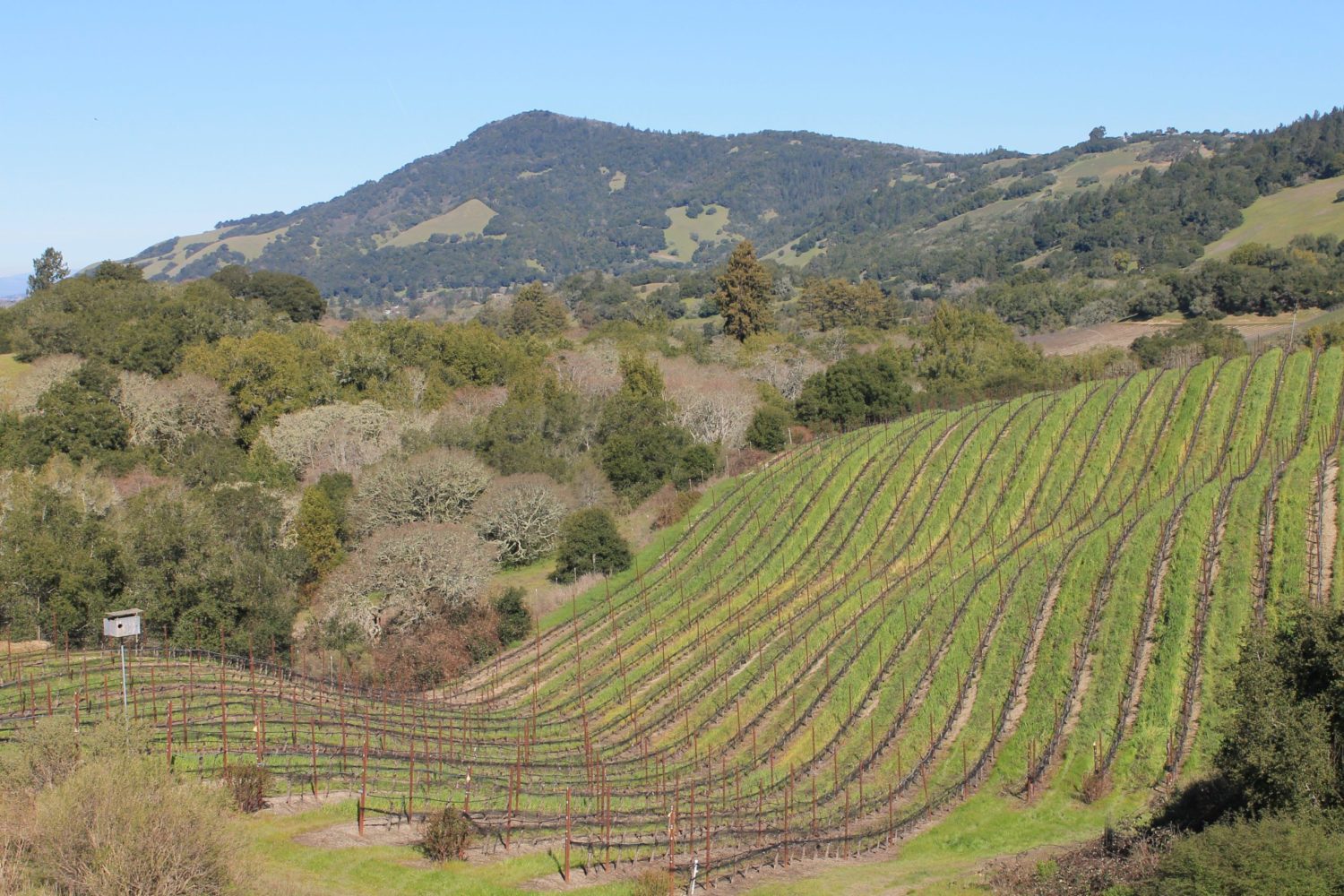 Henry David Vineyard Cushing's Block Bennett Valley