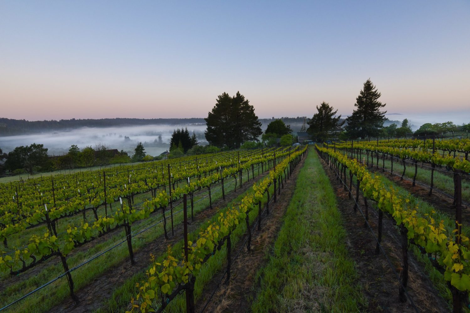 GENEVEIVES 2 GENEVEIVES 2