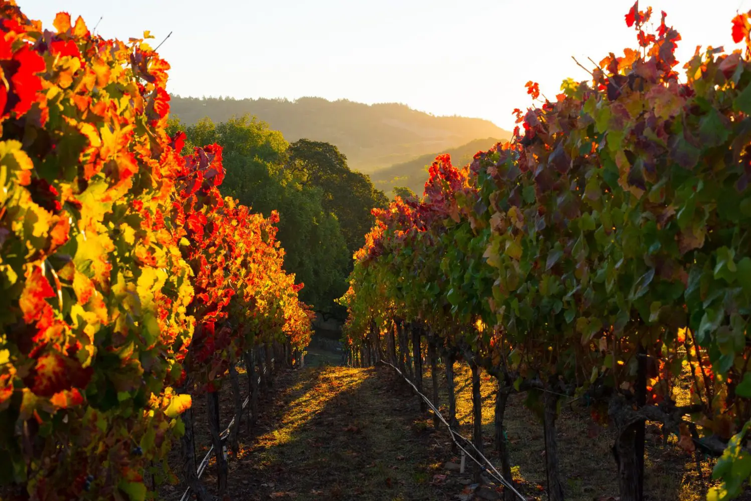 JUDGE 5 Judge Vineyard