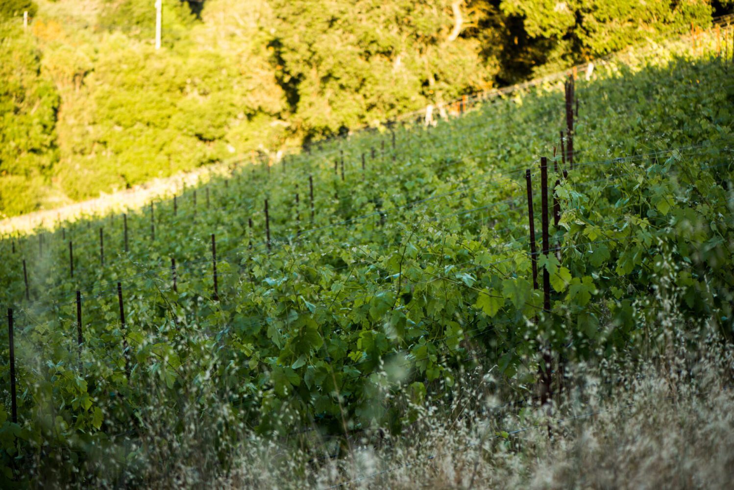 steeply planted Sonoma Syrah in Donelan's Cardiac Hill vineyard