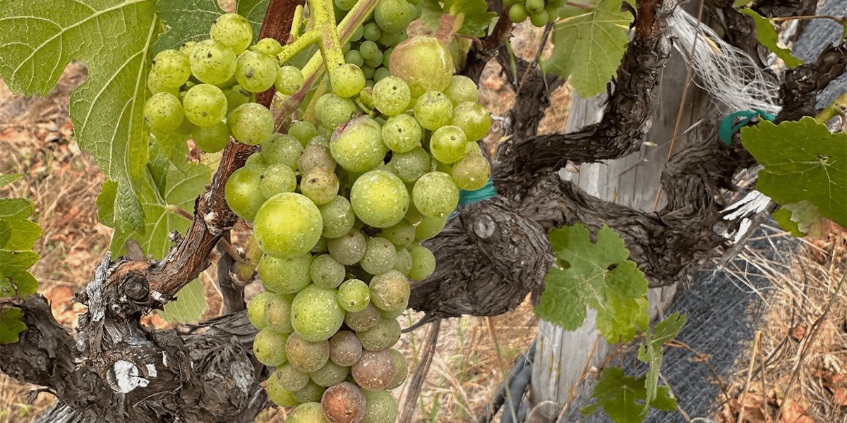 Grapes on a vine from the 2026 vintage